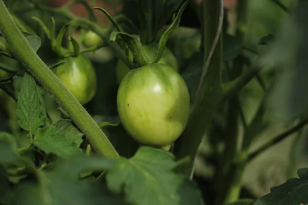 Sera arka planında büyüyen yakın plan yeşil domates grubu