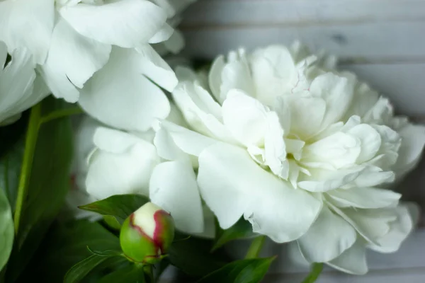 Beyaz renkli ahşap tahtaların arka planında tomurcukları olan beyaz bir şakayık. Üst manzara, düz uzanma.