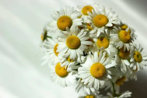 Letnia Scena Martwa Natura Dzikimi Kwiatami Rumianku Daisy Kwiaty Rumianku — Zdjęcie stockowe