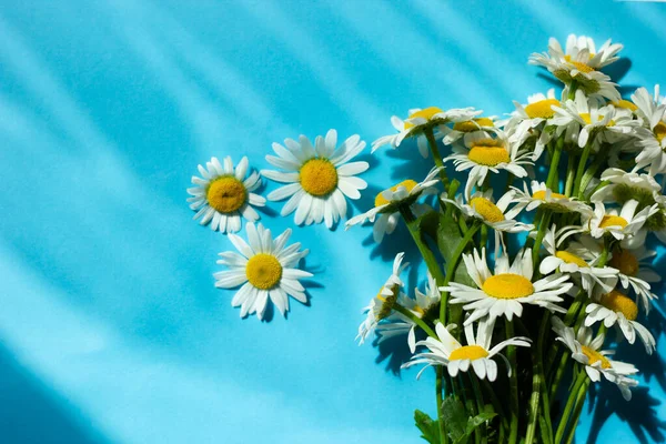 Mavi arka planda beyaz papatya çiçekleri. Daisy çiçeği. Bahar arka planı. Anneler Günü için hediye