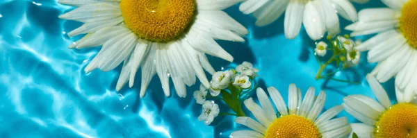 Σύνθεση Όμορφα Λευκά Λουλούδια Χαμομηλιού Στην Επιφάνεια Του Νερού Κοντινό — Φωτογραφία Αρχείου
