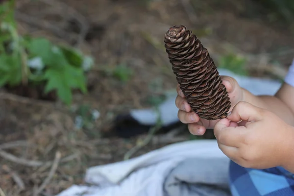 Çocuğun eli ormanda bir koni tutuyor.