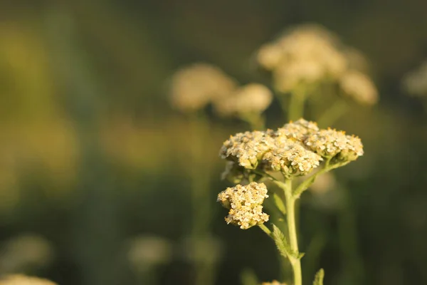 Yeşil arka planda beyaz dağ çiçekleri