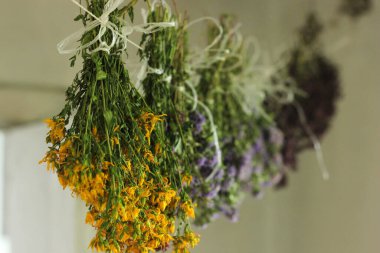 Toplanmış olgun sarımsak bir bohçada kurutulur kırsal bir evde bir iple..