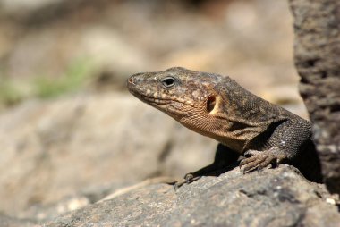 Kanarya Adaları, Gran Kanaryası, İspanya