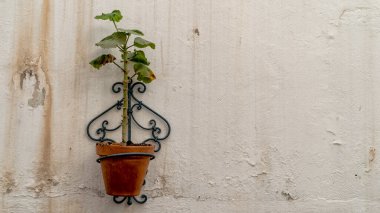 Kanarya Adaları, Büyük Kanarya, İspanya