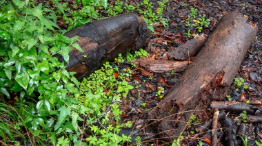 Kanarya Adaları, Büyük Kanarya, İspanya