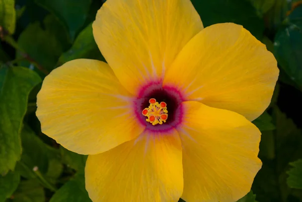 Жовта Квітка Гібіска Канарських Островах Ліцензійні Стокові Фото