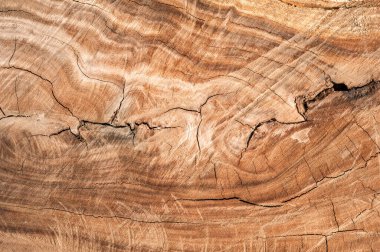 Ağaç kütüğü devrildi. Bagaj Tahtası doku arkaplanının bir bölümü