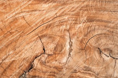 Ağaç kütüğü devrildi. Bagaj Tahtası doku arkaplanının bir bölümü