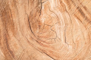 Ağaç kütüğü devrildi. Bagaj Tahtası doku arkaplanının bir bölümü