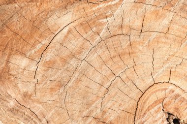 Ağaç kütüğü devrildi. Bagaj Tahtası doku arkaplanının bir bölümü