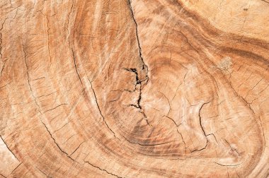 Ağaç kütüğü devrildi. Bagaj Tahtası doku arkaplanının bir bölümü