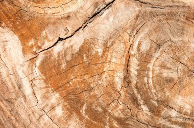 Ağaç kütüğü devrildi. Bagaj Tahtası doku arkaplanının bir bölümü