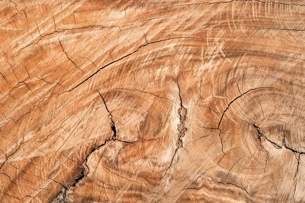 Ağaç kütüğü devrildi. Bagaj Tahtası doku arkaplanının bir bölümü