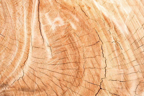 Stump of Tree Felled. Section of The Trunk Wood texture background