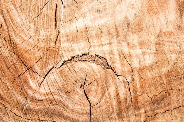 Ağaç kütüğü devrildi. Bagaj Tahtası doku arkaplanının bir bölümü