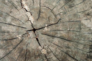 Ağaç Kökeni Kesildi - Sandık Ahşap Masa dokusu arkaplanının bir bölümü