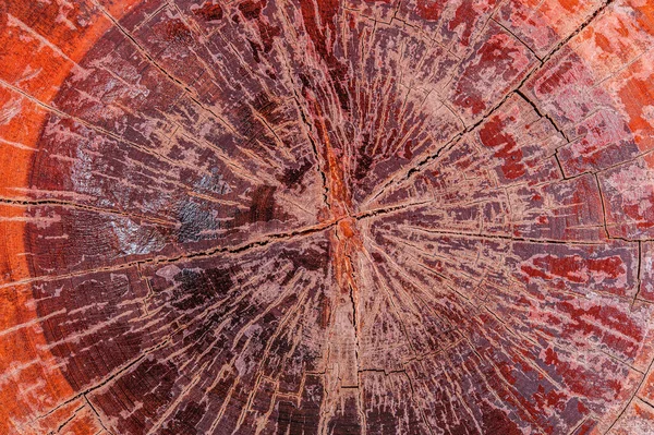 Stump Tree Felled Seção Fundo Textura Mesa Madeira Tronco — Fotografia de Stock
