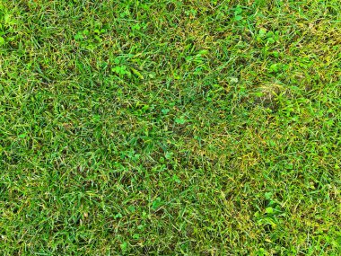 Yeşil çimen arkaplan dokusu. Üst görünüm.