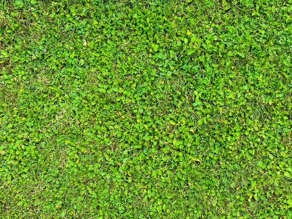 Textura Fondo Hierba Verde Vista Superior — Foto de Stock