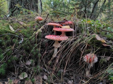  Güzel sinek agarik ormanda yetişir.