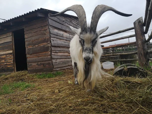 Ziege mit schönen Hörnern im Tiergehege — Stockfoto