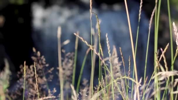 Красивые кадры водопада с глубиной резкости — стоковое видео