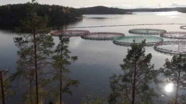 Ladoga Gölü 'ndeki balık çiftliği, hava görüntüleri.