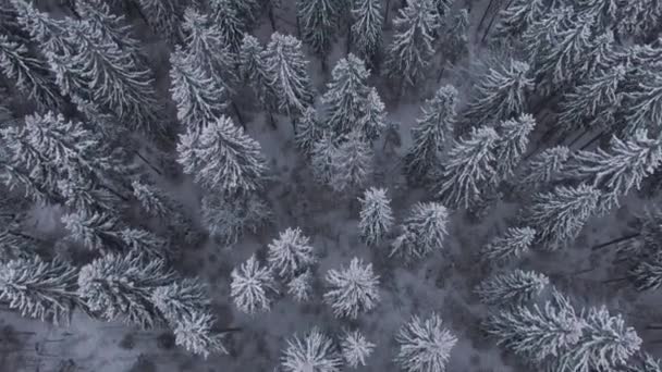 Вид с высоты птичьего полета на зимний лес с камеры, поднимающейся на горизонт — стоковое видео