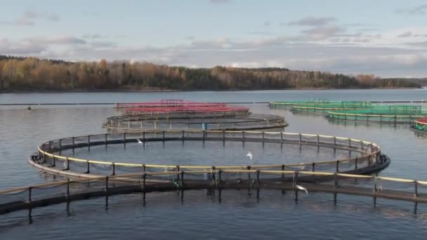 Fiskodling vid Ladogasjön, flygbilder — Stockvideo