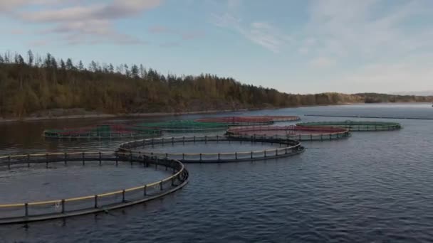 Farma rybna nad jeziorem Ladoga, zdjęcia lotnicze — Wideo stockowe