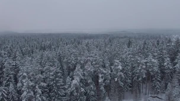 Vista aérea hasta el bosque de invierno con acceso al pueblo — Vídeo de stock