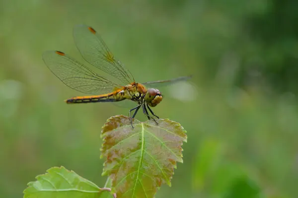 Makrofotografie Libelle Natur Insekten — Stockfoto