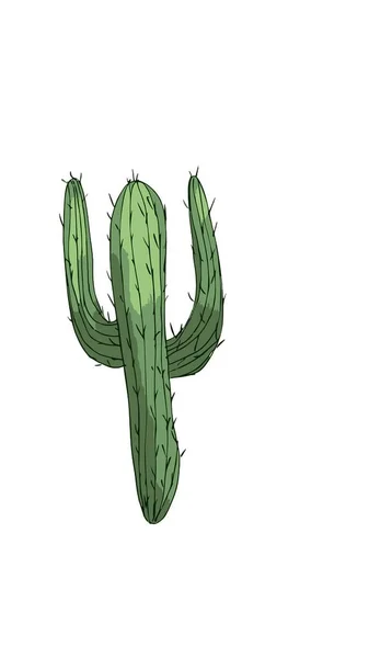 Cactus Sketch Illustration Vector White Background — Vetor de Stock