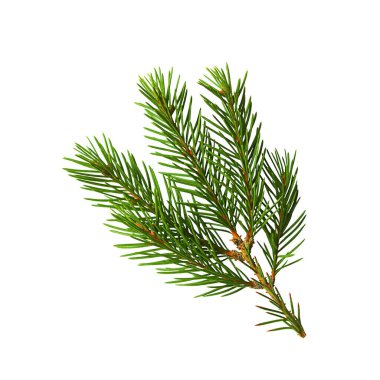 Firavun ağacı dalı izole edildi. Beyaz arka planda yeşil ladin dalı. Noel köknarı.