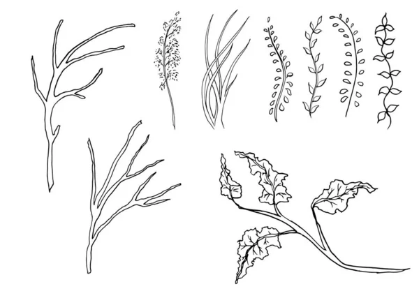 Çizilmiş Ahşap Dal Hazır Mürekkep Rustik Tasarım Öğeleri Koleksiyonu Ver — Stok Vektör