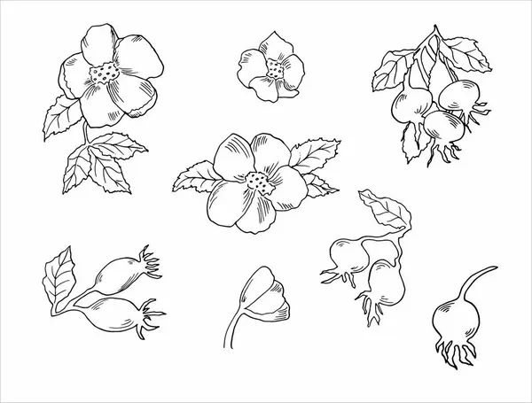 Bosquejo vectorial blanco y negro de una hierba, baya de escaramujo, ramitas y hojas, inicialmente dibujadas a mano en tinta, elementos para el diseño floral decorativo — Vector de stock