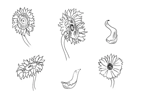 Sonnenblumenskizze, Handzeichnung, Vektorillustration Sonnenblumenset — Stockvektor