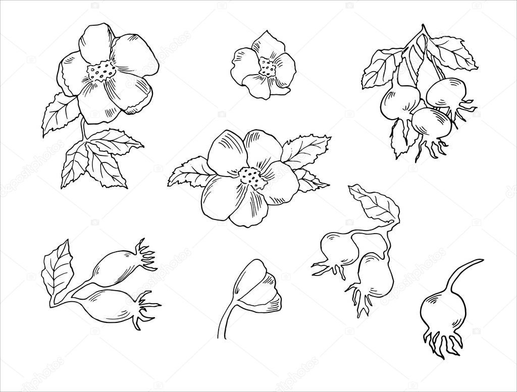 Black and white vector sketch of a herb, dogrose berry, twigs and leaves, initially hand drawn in ink, elements for decorative floral design