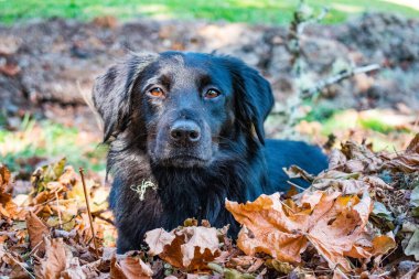 Yapraklar 'da bulunan laboratuvar