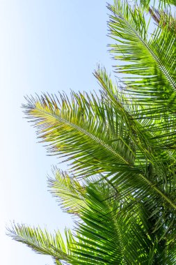 Mavi gökyüzünde palmiye yaprağı. Tropik ada, sahil tatili ve seyahat geçmişi