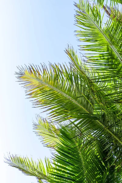 Mavi gökyüzünde palmiye yaprağı. Tropik ada, sahil tatili ve seyahat geçmişi