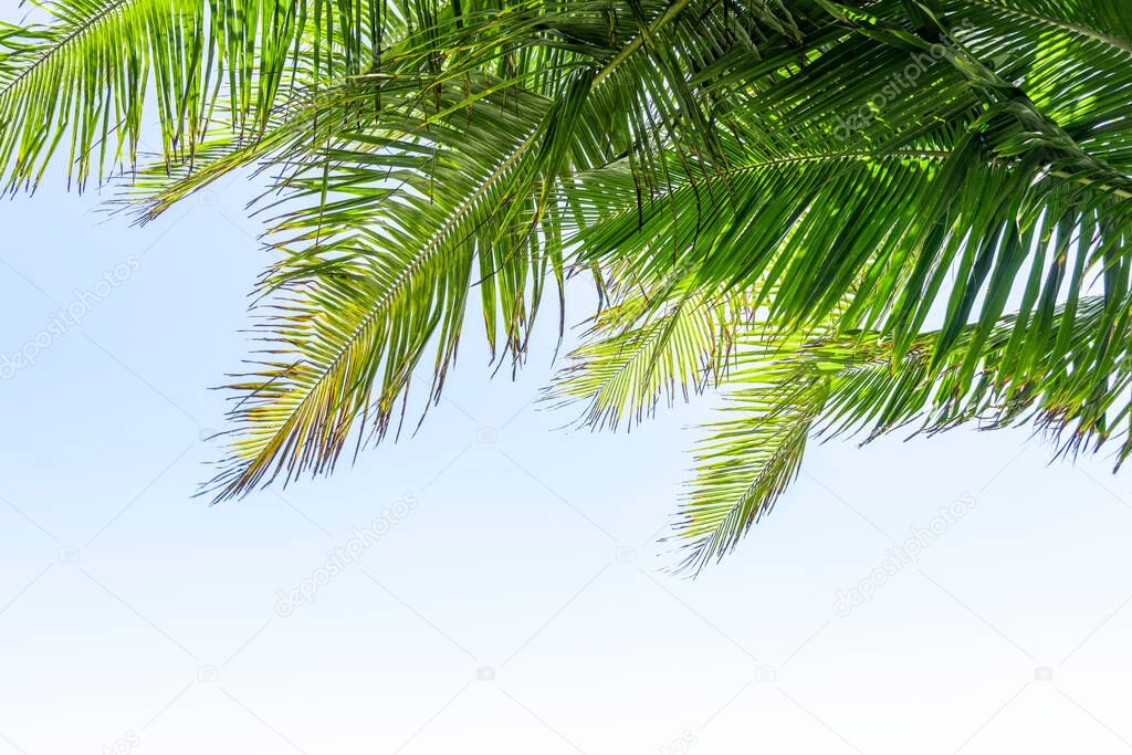 Palm tree leaf on blue sky. Tropical island, beach vacation and travel background
