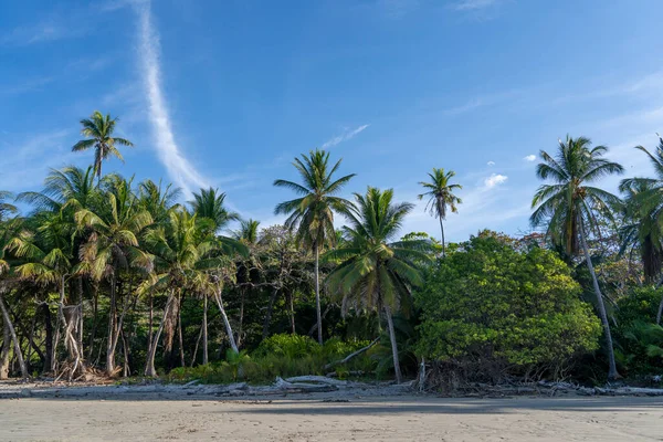Palm Trees Blue Sky Travel Vacation Beach Island Feeling Exotic — Stock Photo, Image