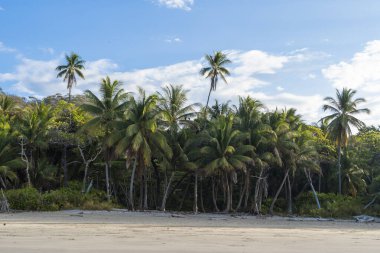 Palmiye ağaçları olan güzel, boş bir sahil. Tropik egzotik plaj arka planında sabah ışığı var.