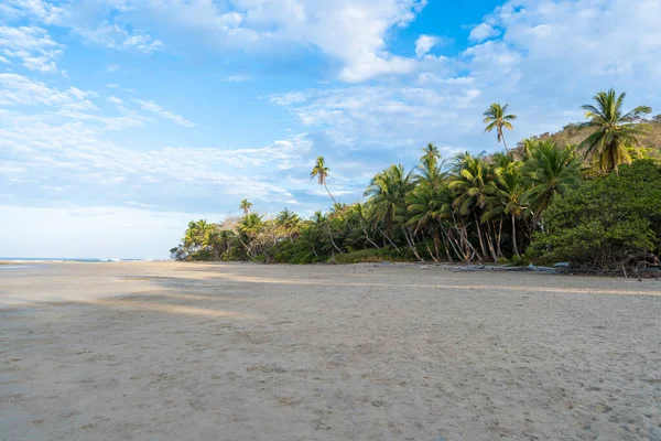 Palmiye ağaçları olan güzel, boş bir sahil. Tropik egzotik plaj arka planında sabah ışığı var.