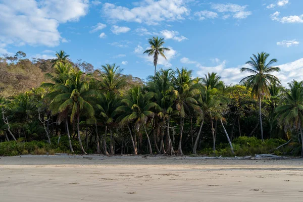 Palmiye ağaçları olan güzel, boş bir sahil. Tropik egzotik plaj arka planında sabah ışığı var.