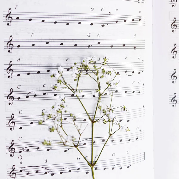 musical notation. Music in notes. Love to music,songwriter dried flower lies on an open book with notes. Selective focus