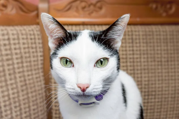domestic black and white cat with green eyes and anti-flea collar.